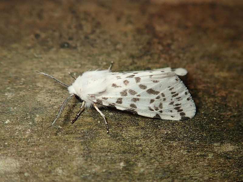 Erebidae Arctiinae :  Spilosoma lubricipedum ? No, Hyphantria cunea